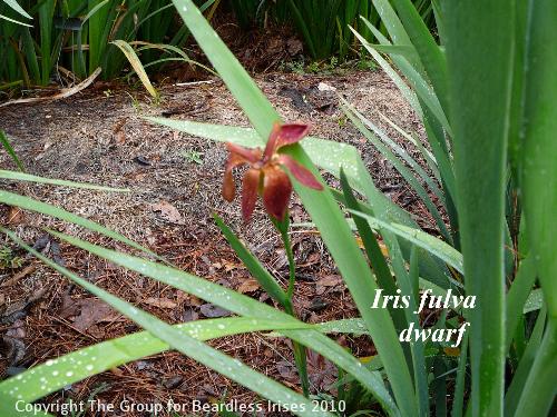 iris fulva dwarf 